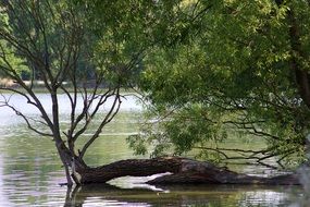 Tree without the leaves in the water near other trees