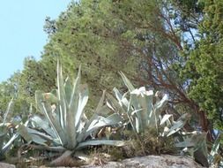 cactus bushes in the Mediterranean