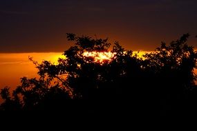 Dark tree at the golden sunset