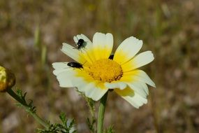 flower bugs