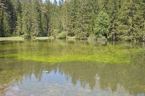 green pond landscape