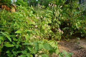 wild Green herbs and flowers in nature