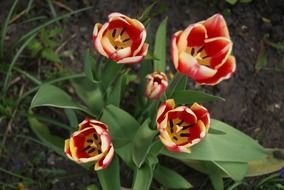 red and white tulips in the garden