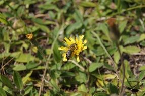 Macro picture of bee is on a yellow flower
