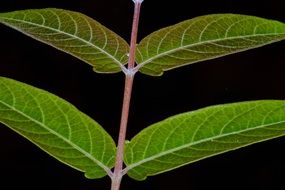 Branch with green leaves on a black background