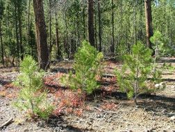 Seedlings of the pine in the forest