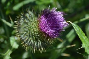 purple thistle bloom, macro photo