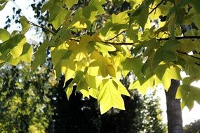 the rays of the sun through the autumn leaves of a tree in the park