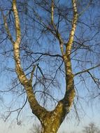 Green tree with the branches