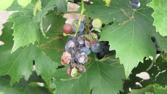dry and rotten grapes on branch closeup