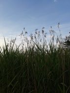 high grass on the field