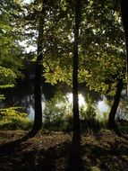 tall trees on a forest lake