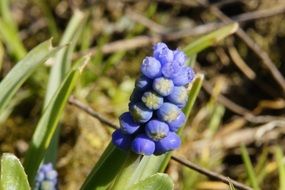 natural hyacinth
