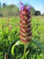 common self heal prunella vulgaris