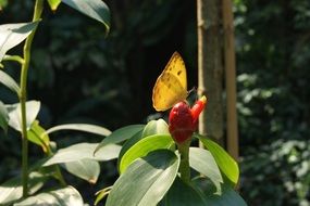 yellow butterfly on a red tropical flower