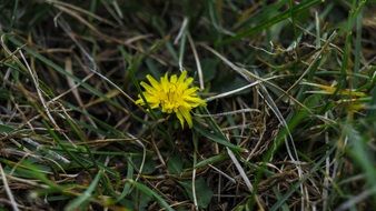 closeup view of Small yellow dandelion flower in the garden