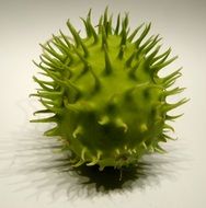 spiny fruit on white surface