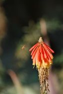 Close-up of the beautiful plant with red and yellow flowers
