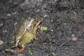 two frogs on the ground