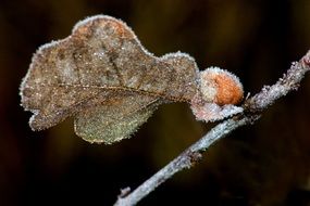 frost winter leaf