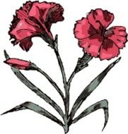 clipart of the pink carnation flowers