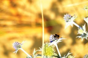 picture of the hummel on a blossom