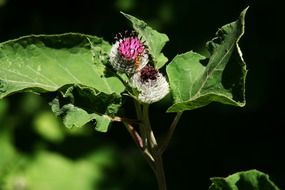 insect sits on a thistle flower