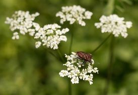 strip bug on a white flowers