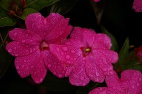 raindrops on bright Pink petals