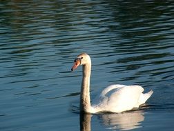 elegant white swan on the water close-up