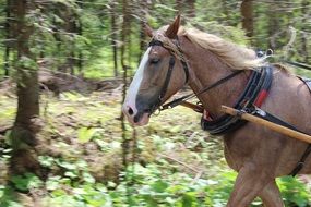 horse with a cart in the forest