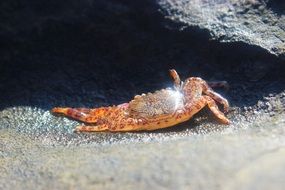 big crab on the rocks