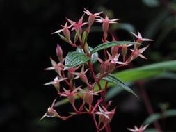 pink flowers in the jungle close up