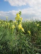 Field with plants Linaria vulgaris