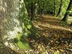 A lot of the leaves on the ground in the forest