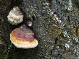 fungus mushroom on the tree