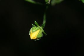 closed yellow bud on a dark background