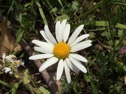 white daisy in the bright sun close up