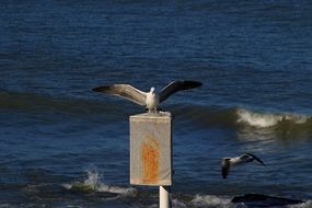 seagulls on an iron box in the sea