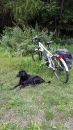 dog near the electric bike