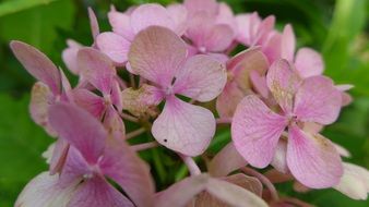 Pink blooming hydrangea flowers in the garden