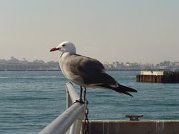 gull on harbor railing