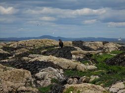 Beautiful bird on the beautiful mountain rocks among the plants