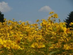 yellow field of meadow flowers