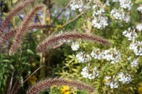 grass in the meadow