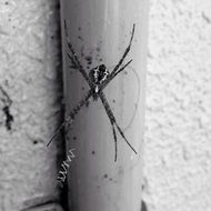 spider on a wall, black and white