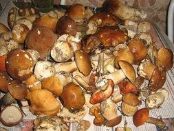 autumn mushrooms in the box