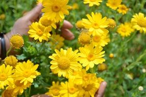 Cota tinctoria or dyers chamomile