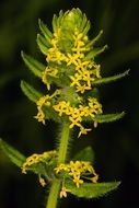 bright yellow filigree plant