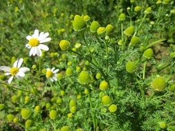 pineappleweeds on the wild meadow